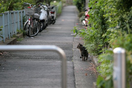 街のねこたち