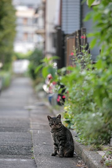 街のねこたち