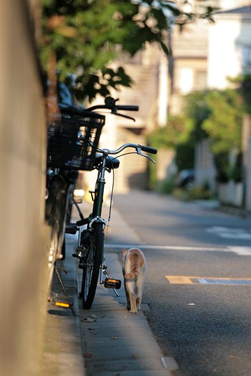 街のねこたち