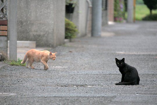 街のねこたち