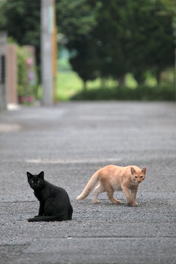 街のねこたち
