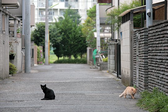 街のねこたち