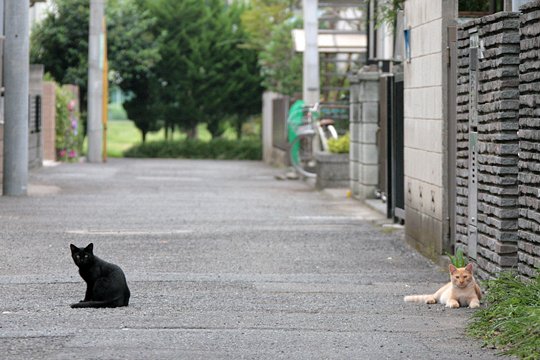 街のねこたち