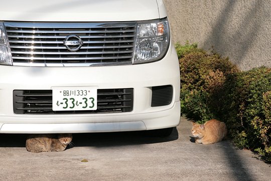 街のねこたち