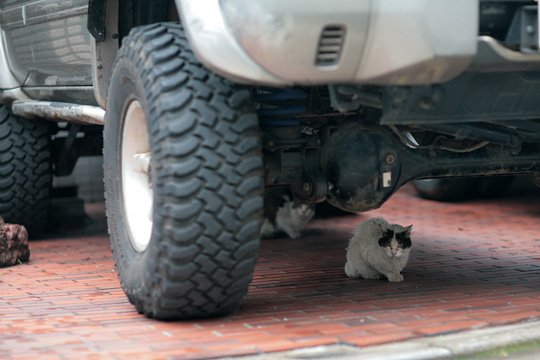 街のねこたち
