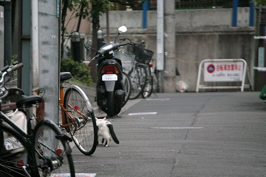 街のねこたち