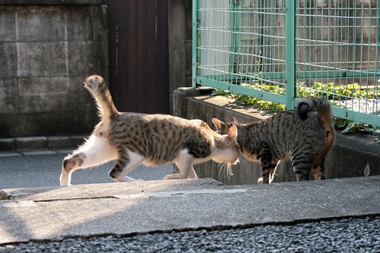 街のねこたち
