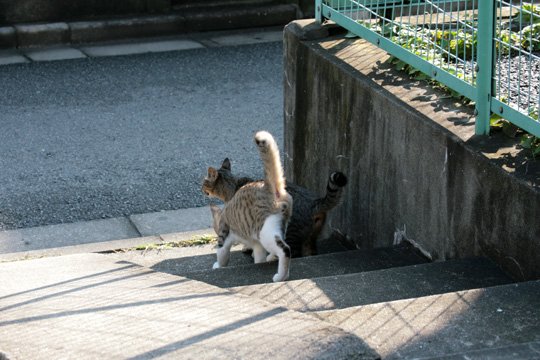 街のねこたち