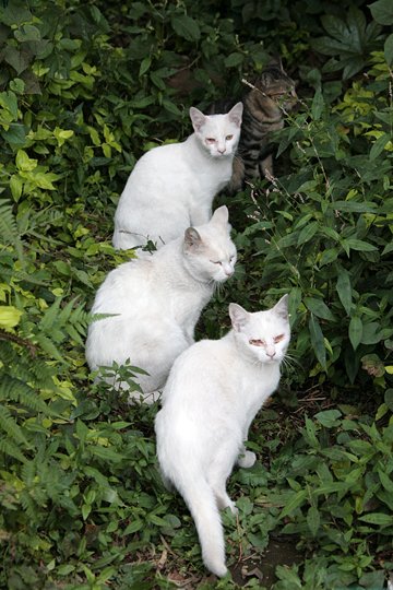 街のねこたち
