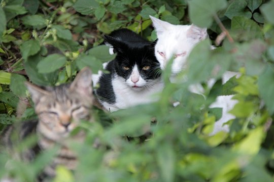 街のねこたち