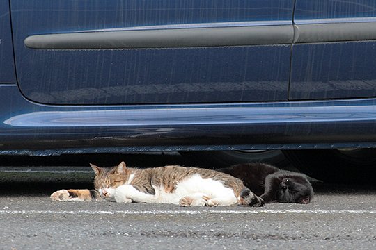 街のねこたち