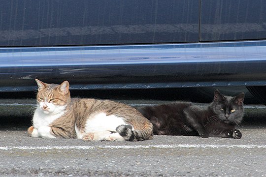 街のねこたち