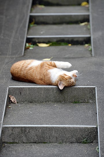 街のねこたち