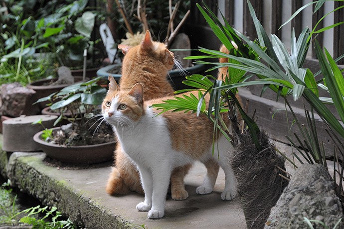 街のねこたち