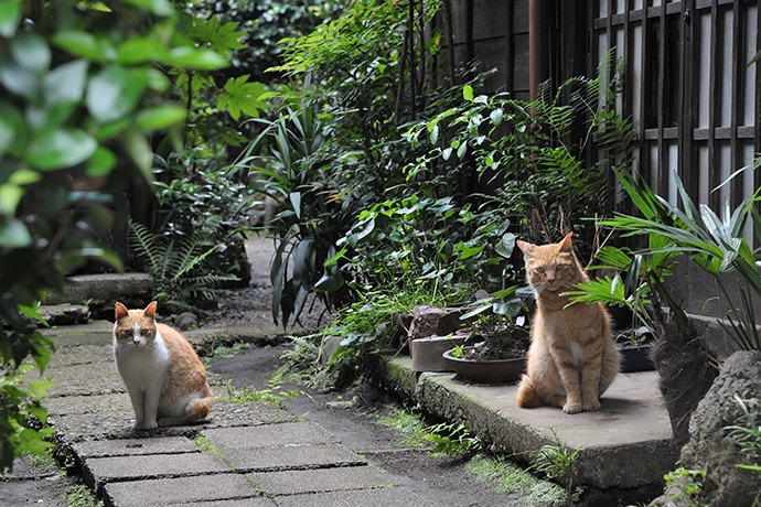街のねこたち
