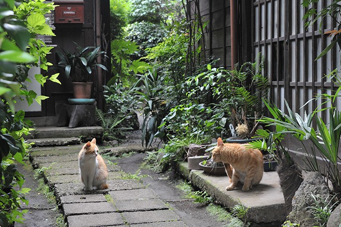 街のねこたち