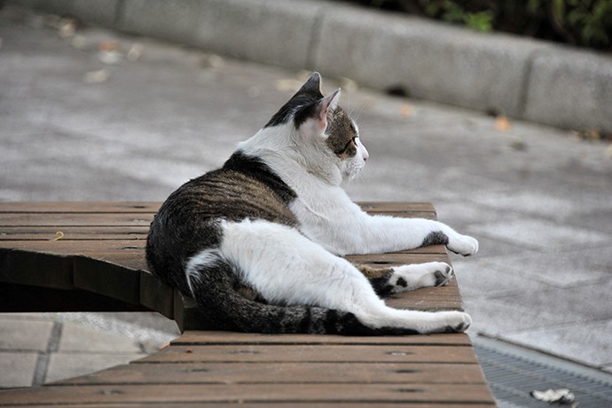 街のねこたち