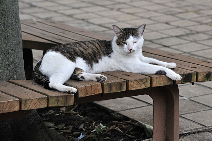 街のねこたち