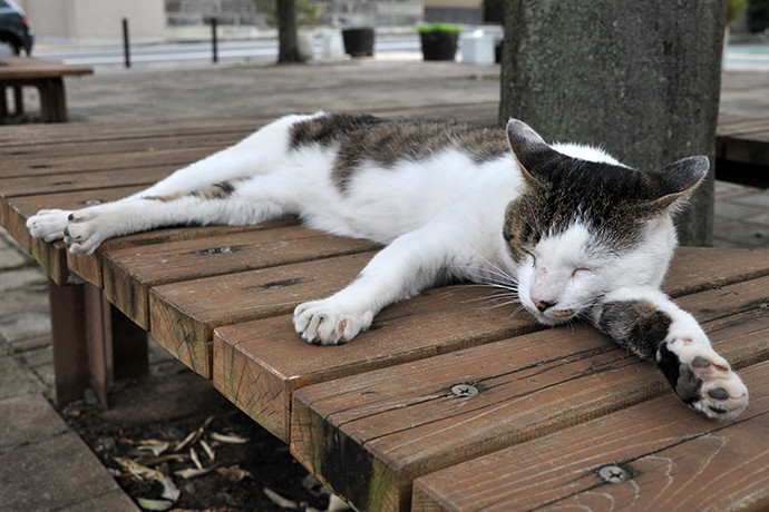 街のねこたち