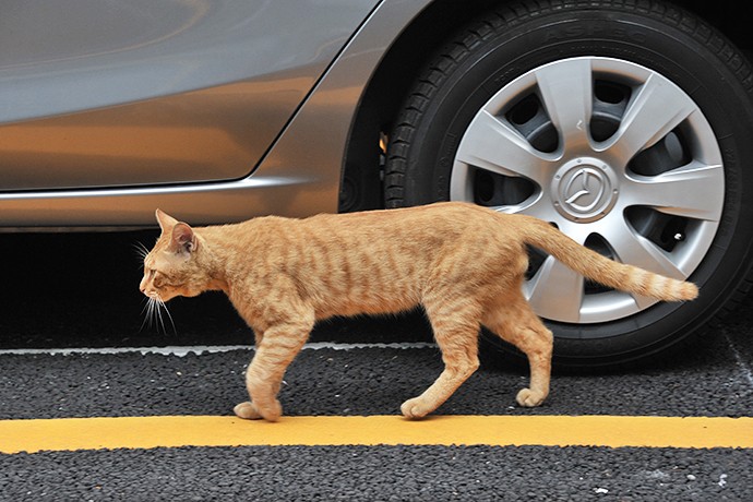 街のねこたち