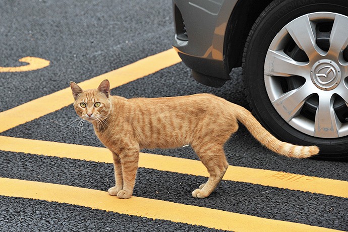 街のねこたち