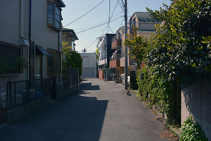 街のねこたち