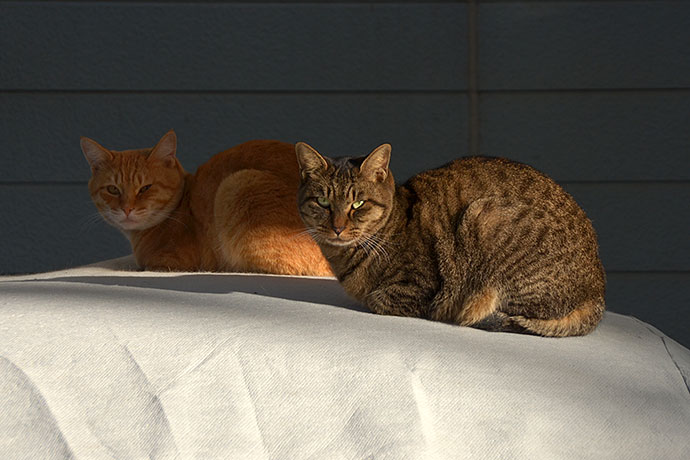 街のねこたち