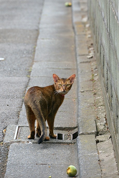 街のねこたち