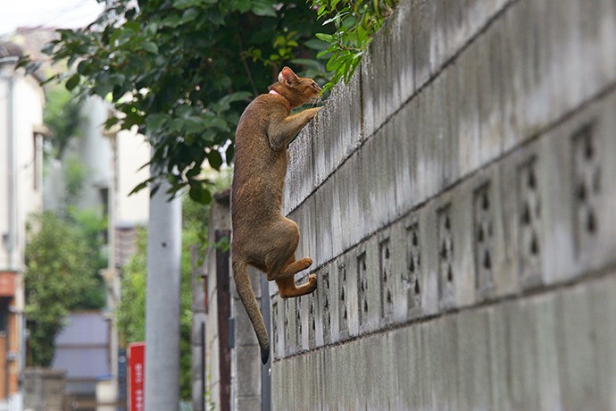 街のねこたち