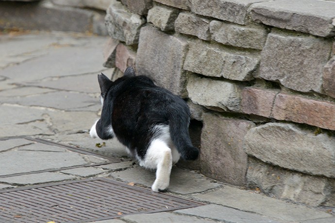 街のねこたち