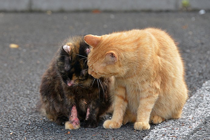 街のねこたち