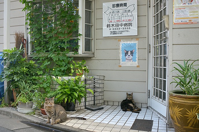 街のねこたち