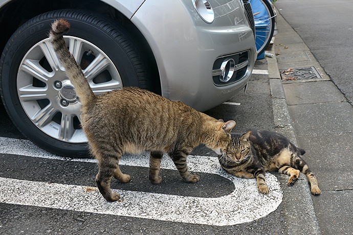 街のねこたち