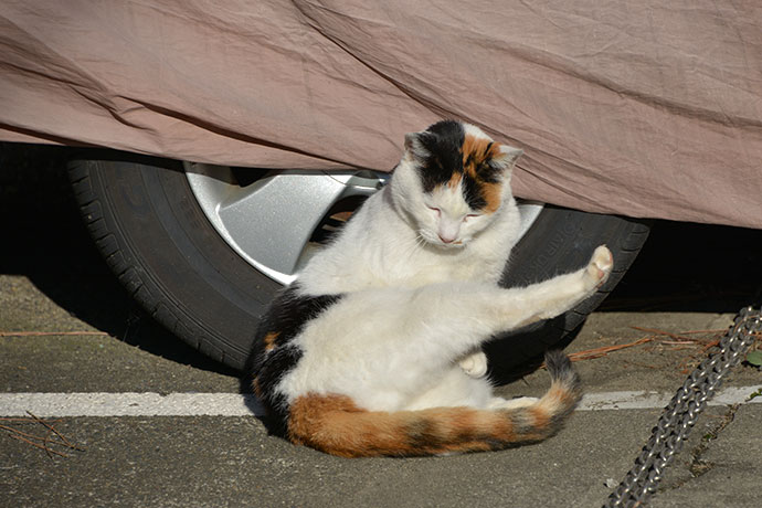 街のねこたち