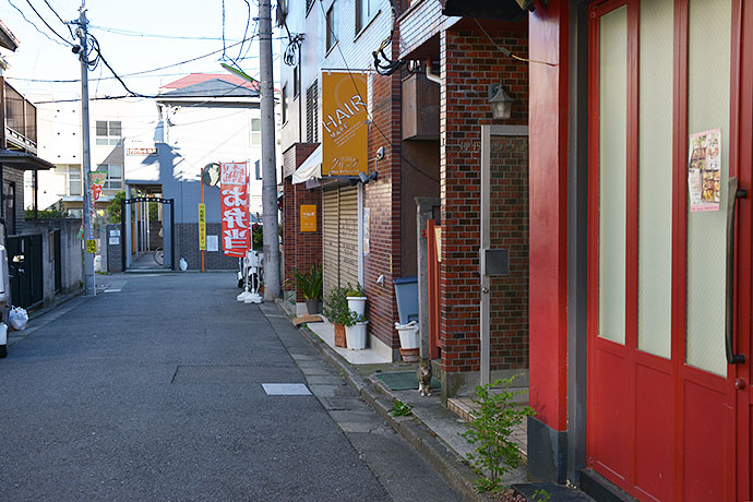 街のねこたち
