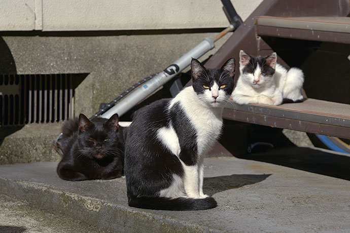 街のねこたち
