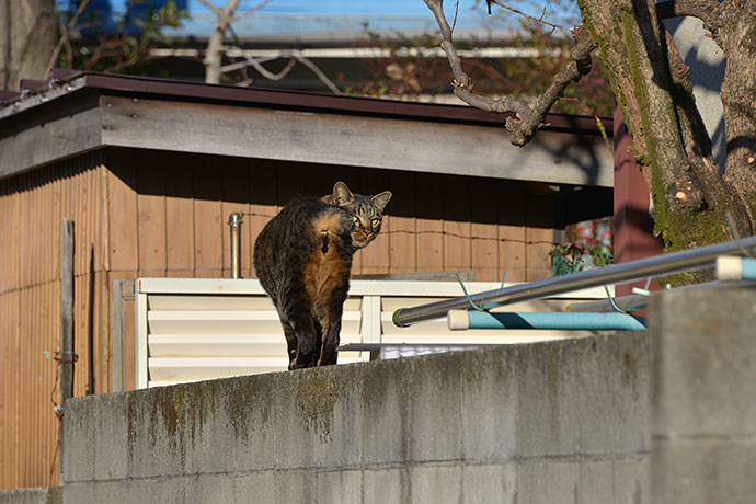 街のねこたち
