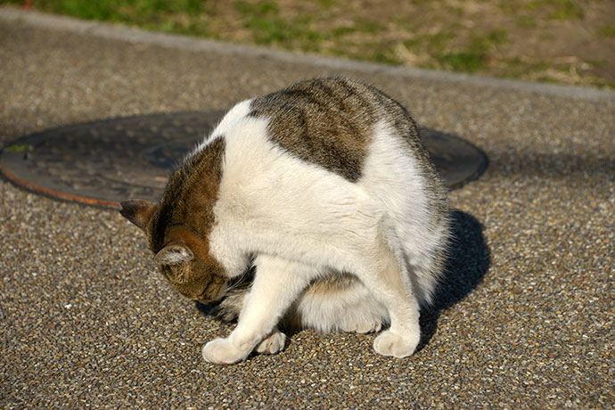 街のねこたち