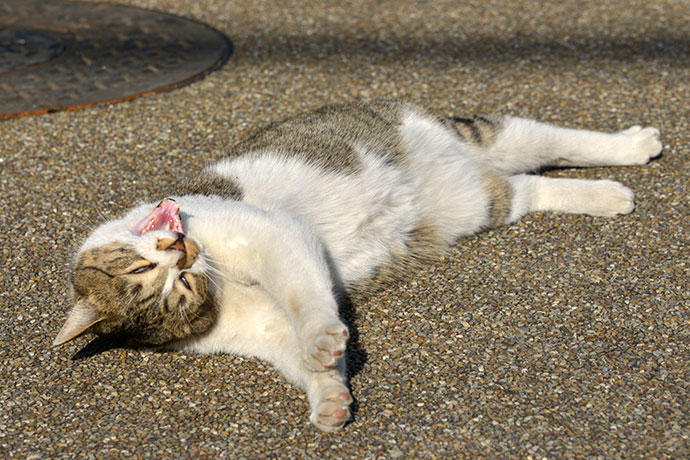 街のねこたち