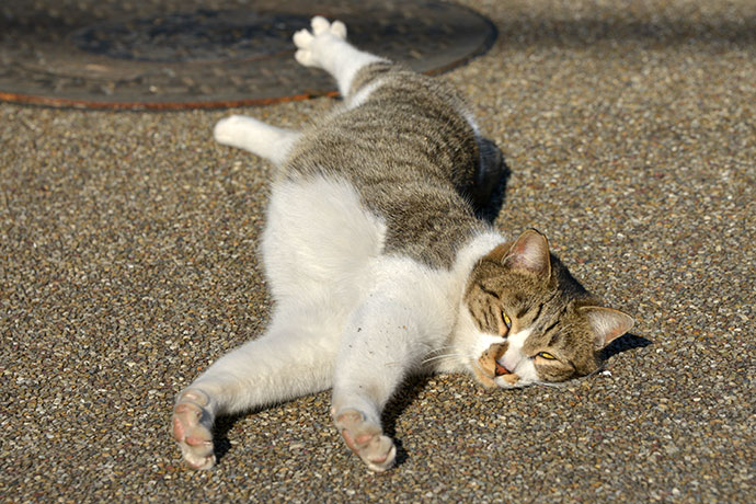 街のねこたち