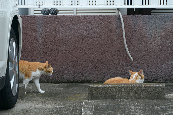 街のねこたち