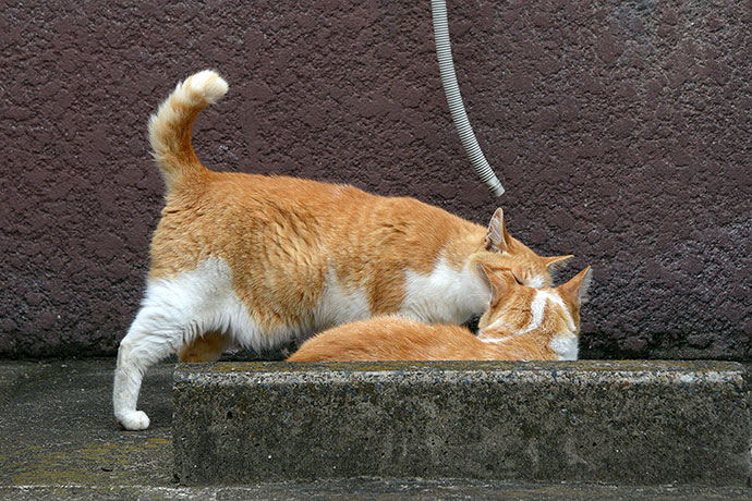 街のねこたち
