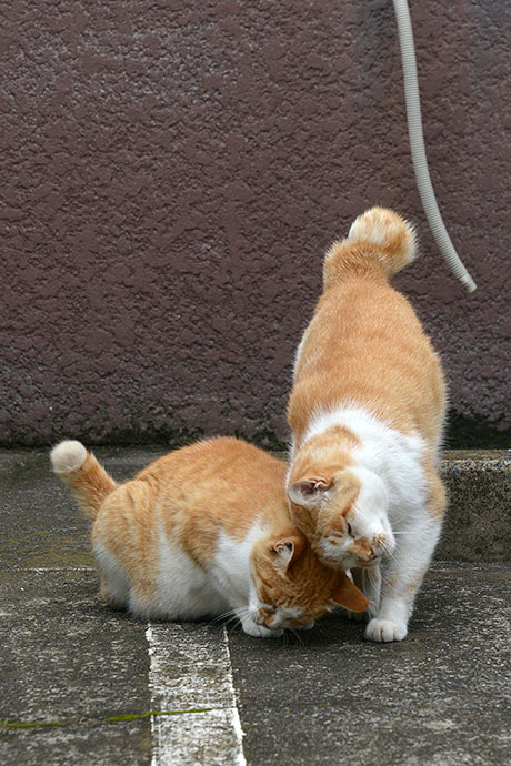街のねこたち