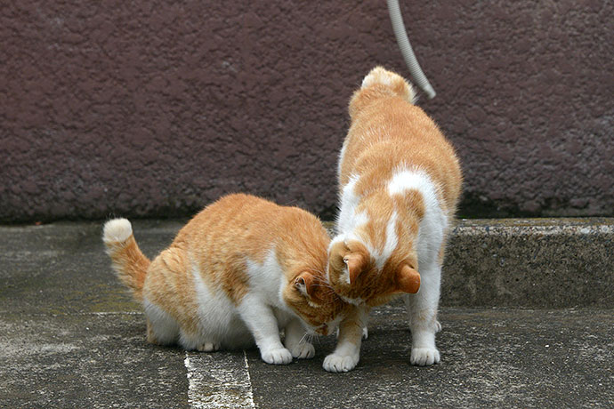 街のねこたち