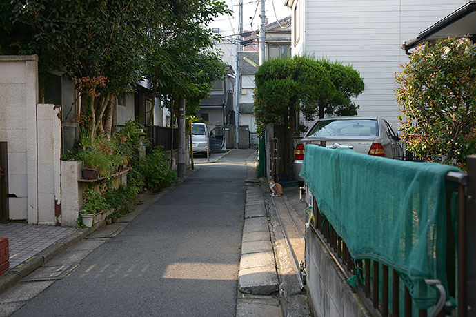 街のねこたち