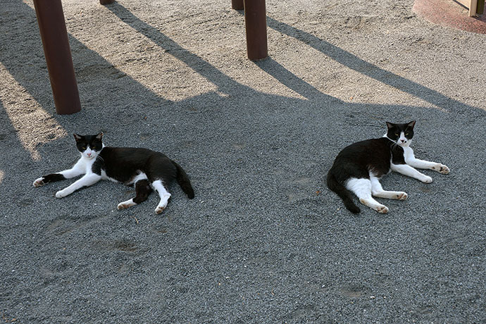 街のねこたち