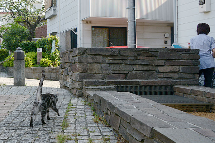 街のねこたち