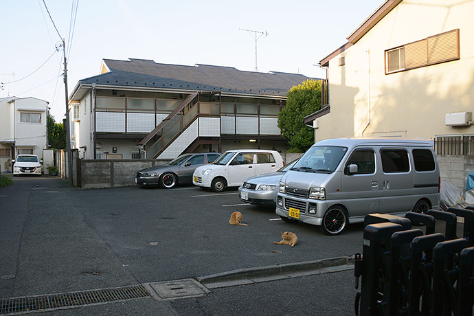 街のねこたち