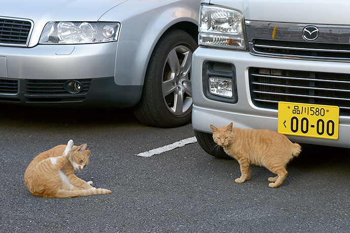街のねこたち