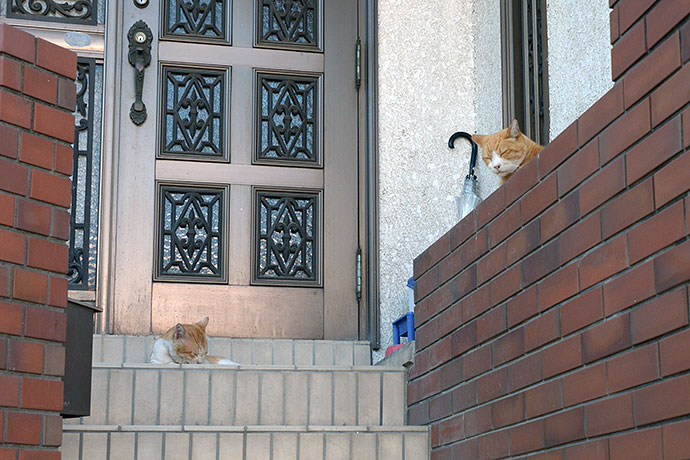 街のねこたち